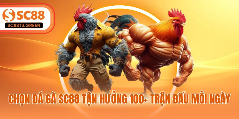 Chọn đá gà SC88 tận hưởng 100+ trận đấu mỗi ngày