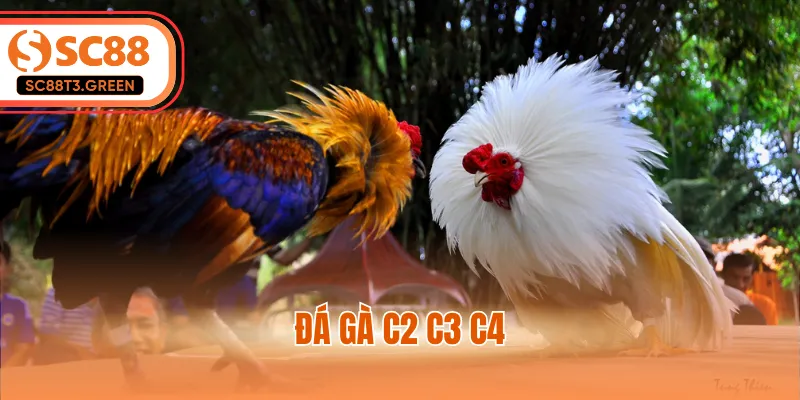 Đá Gà C2 C3 C4 - Chiến Thuật Chinh Phục Mọi Sới Gà