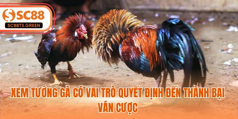 Xem tướng gà có vai trò quyết định đến thành bại ván cược